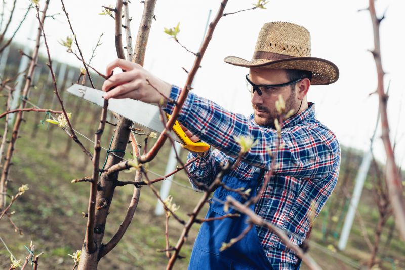 Birch Tree Pruning in Allentown, PA