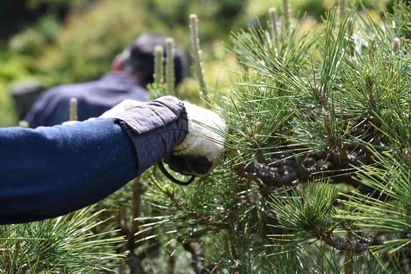 Branches Pruning in San Jose, CA