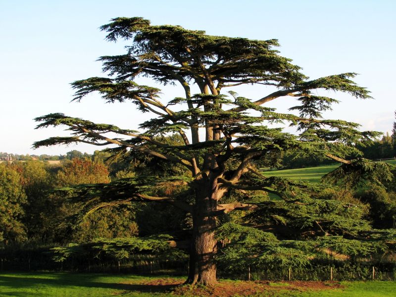 Cedar Tree Pruning in San Jose, CA