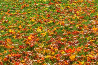 Mulching Leaves