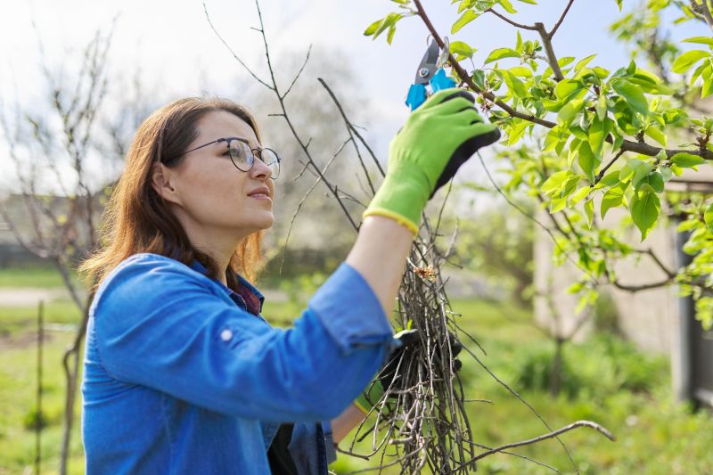 Orchard Tree Pruning in Allentown, PA