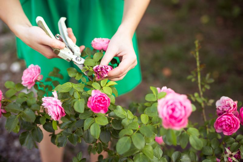 Rhododendron Pruning in Ventura County, CA