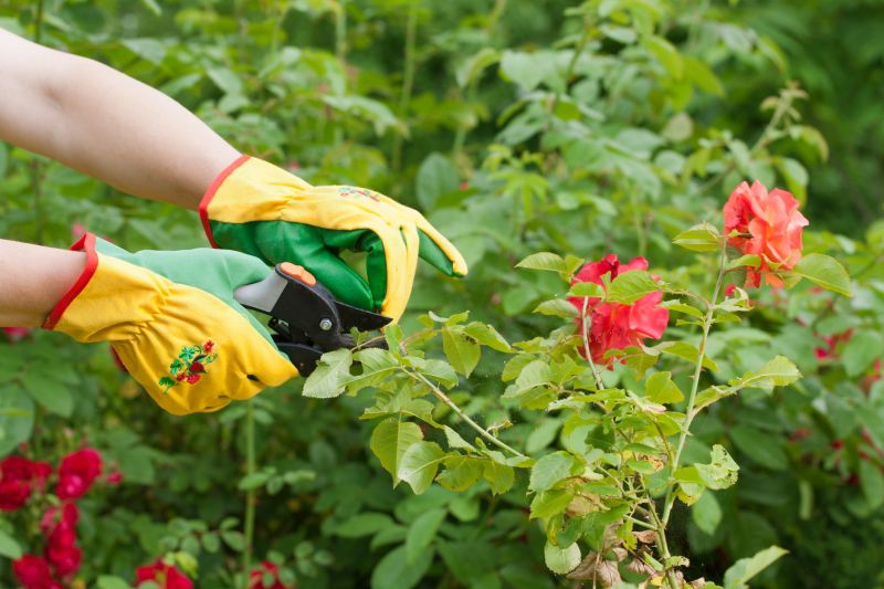 Rose Bush Pruning in Rockwall, TX