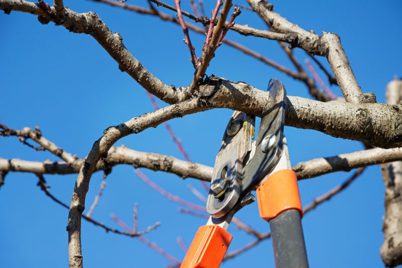 Close-up of Pruned Branches