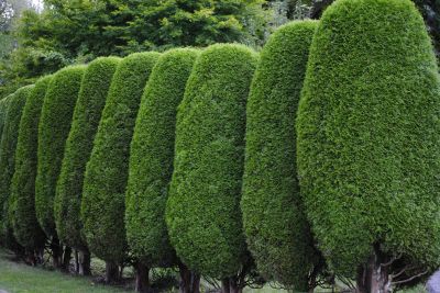 Evergreen Shrubs