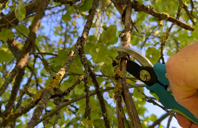 Specialized Pruning Contractors