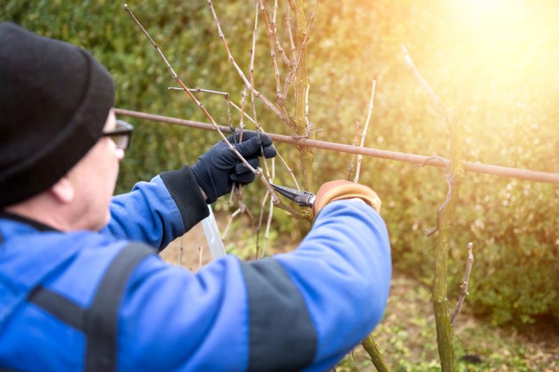 Summer Pruning Benefits