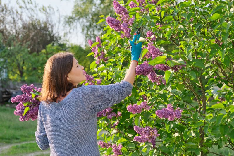 Timing for Flowering Shrubs